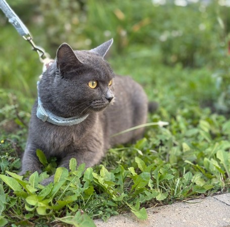 Малышка Ляля в дар. В хорошие руки!, Голубой, Котельники, Кошка в хорошие руки