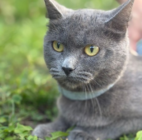 Малышка Ляля в дар. В хорошие руки!, Голубой, Котельники, Кошка в хорошие руки