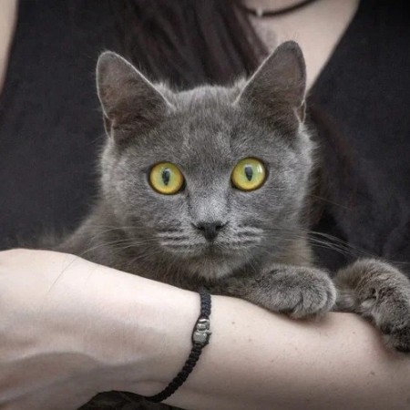 Малышка Ляля в дар. В хорошие руки!, Голубой, Котельники, Кошка в хорошие руки