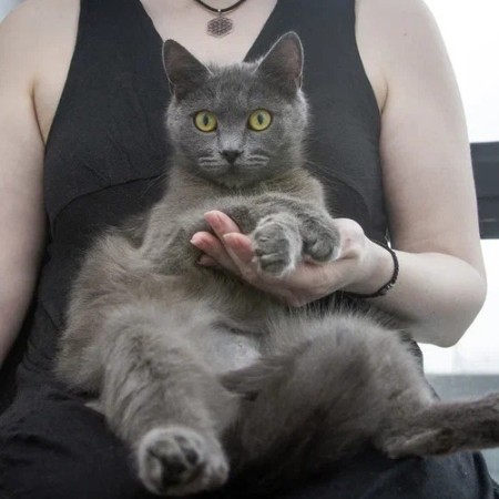 Малышка Ляля в дар. В хорошие руки!, Голубой, Котельники, Кошка в хорошие руки
