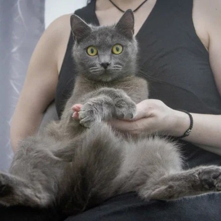 Малышка Ляля в дар. В хорошие руки!, Голубой, Котельники, Кошка в хорошие руки