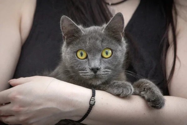 Малышка Ляля в дар. В хорошие руки!, Голубой, Котельники, Кошка в хорошие руки