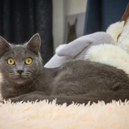 Малышка Ляля в дар. В хорошие руки!, Голубой, Котельники, Кошка в хорошие руки