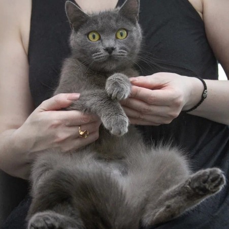 Малышка Ляля в дар. В хорошие руки!, Голубой, Котельники, Кошка в хорошие руки