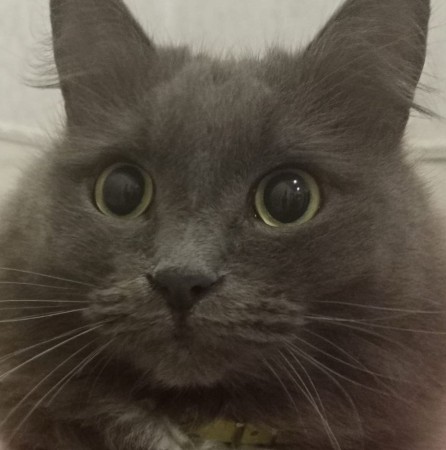 Добродушный кот Сержик ищет дом. В дар! , Дымчатый, Котельники, Кот в добрые руки