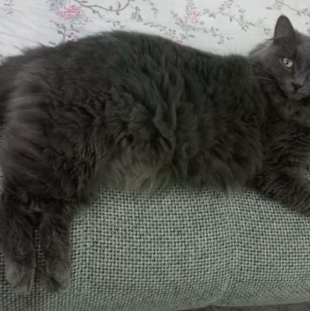 Добродушный кот Сержик ищет дом. В дар! , Дымчатый, Котельники, Кот в добрые руки