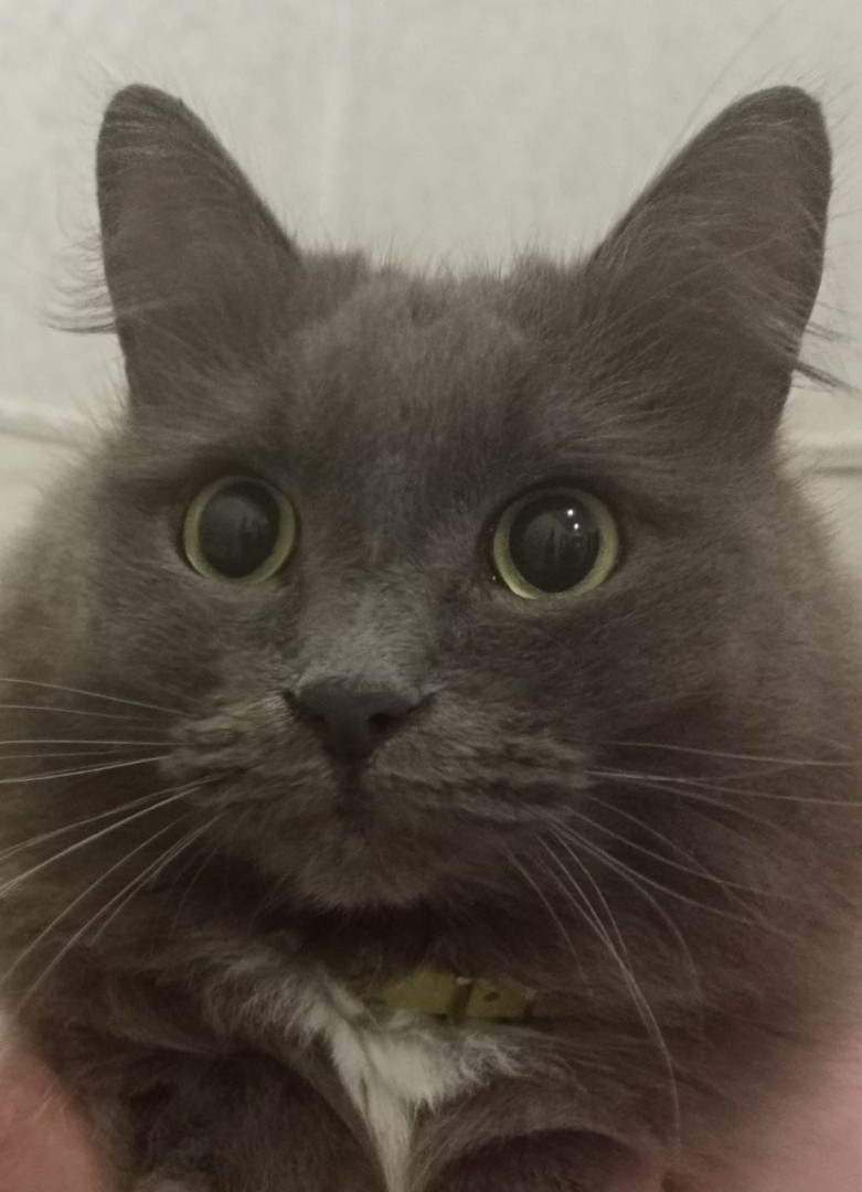 Добродушный кот Сержик ищет дом. В дар! , Дымчатый, Котельники, Кот в добрые руки