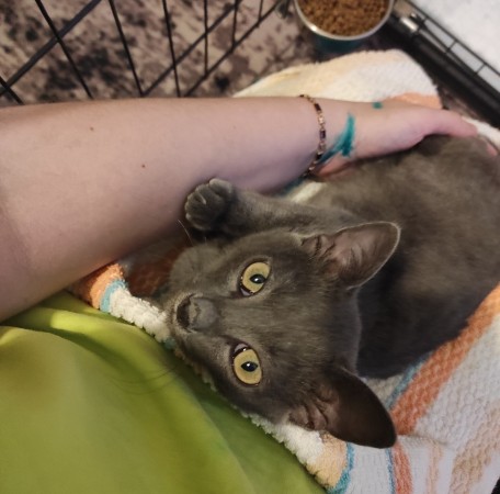 Мурлыка котик Нико в дар, котенок 4 месяца