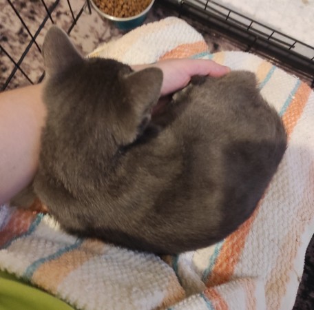 Мурлыка котик Нико в дар, котенок 4 месяца