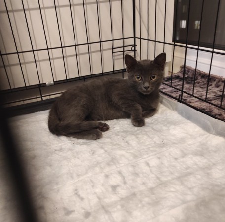 Мурлыка котик Нико в дар, котенок 4 месяца