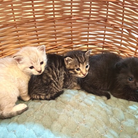 Милые красивые котята в добрые руки. В дар!, котенок 2 месяца
