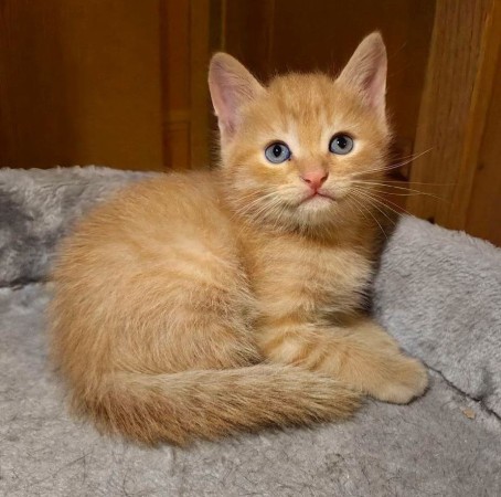 Милые красивые котята в добрые руки. В дар!, котенок 2 месяца