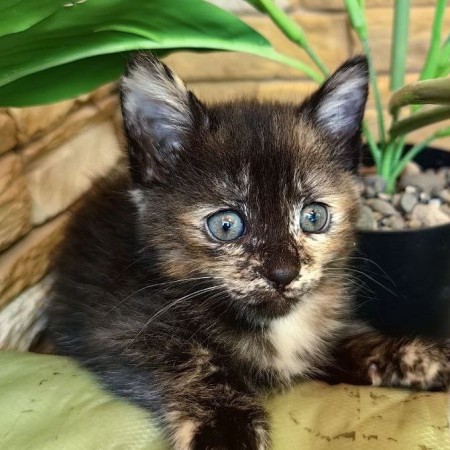 Милые красивые котята в добрые руки. В дар!, котенок 2 месяца