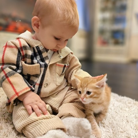 Милые красивые котята в добрые руки. В дар!, котенок 2 месяца