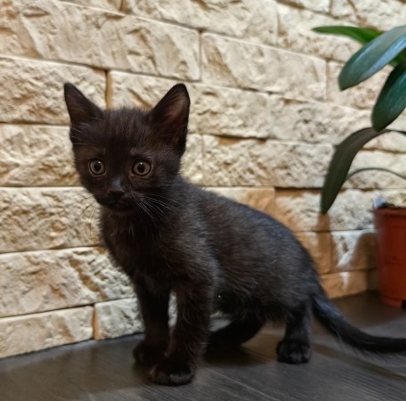 Милые красивые котята в добрые руки. В дар!, котенок 2 месяца