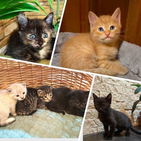 Милые красивые котята в добрые руки. В дар!, котенок 2 месяца