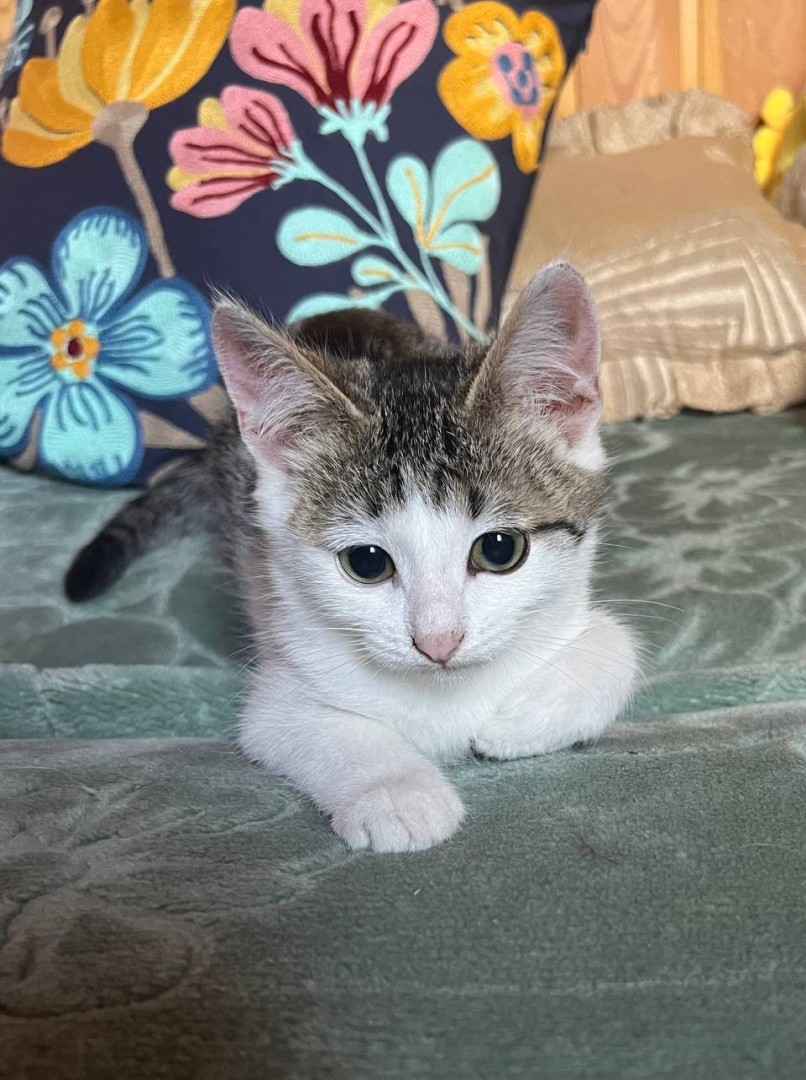 Котёнок Беляш в добрые руки. В дар!, котенок 3 месяца