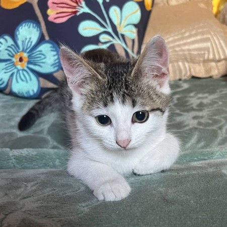 Котёнок Беляш в добрые руки. В дар!, котенок 3 месяца
