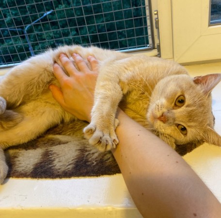Ласковый персиковый котик Малыш ищет свою семью. В дар!р!, Рыжий, Фрунзенская, Кот в добрые руки