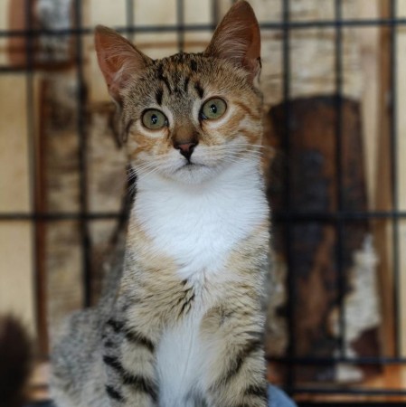 Милая нежная девочка-котенок Малышка ищет дом. В дар!, котенок 3 месяца