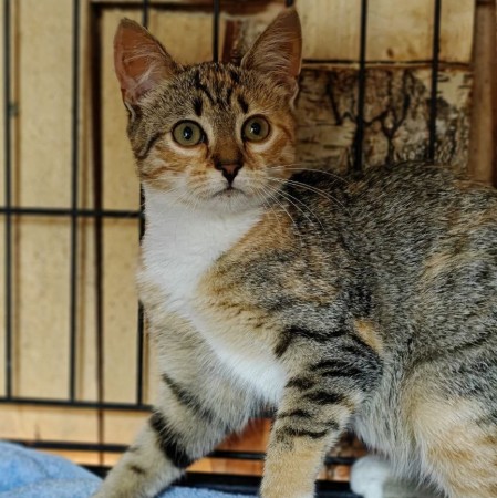 Милая нежная девочка-котенок Малышка ищет дом. В дар!, котенок 3 месяца