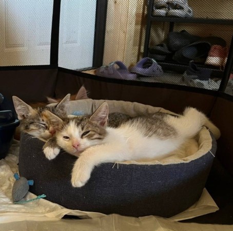 Котенок с дач  Катышек в поисках семьи и дома. В дар!, котенок 3 месяца