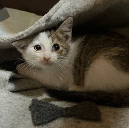 Котенок с дач  Катышек в поисках семьи и дома. В дар!, котенок 3 месяца