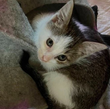 Котенок с дач  Катышек в поисках семьи и дома. В дар!, котенок 3 месяца