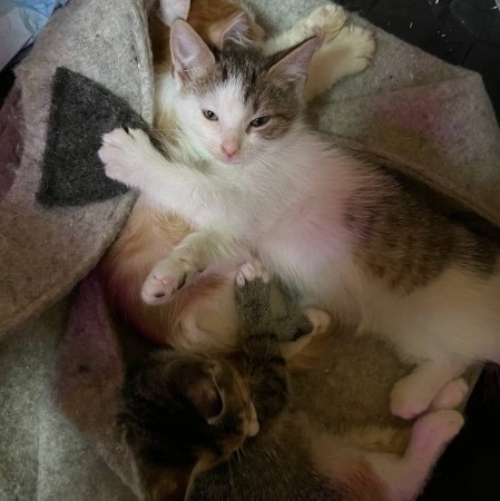 Котенок с дач  Катышек в поисках семьи и дома. В дар!, котенок 3 месяца