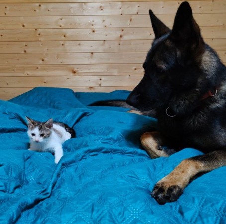 Котенок с дач  Катышек в поисках семьи и дома. В дар!, котенок 3 месяца