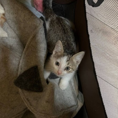Котенок с дач  Катышек в поисках семьи и дома. В дар!, котенок 3 месяца