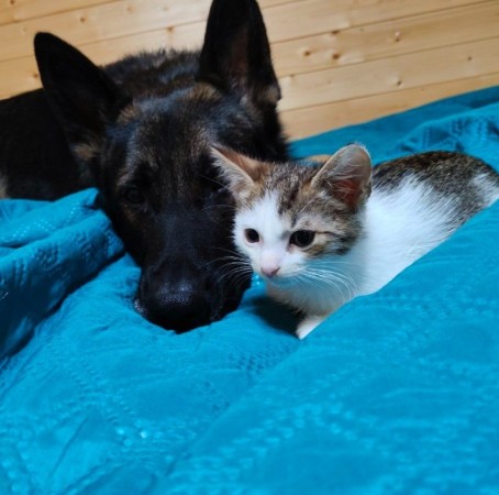 Котенок с дач  Катышек в поисках семьи и дома. В дар!, котенок 3 месяца