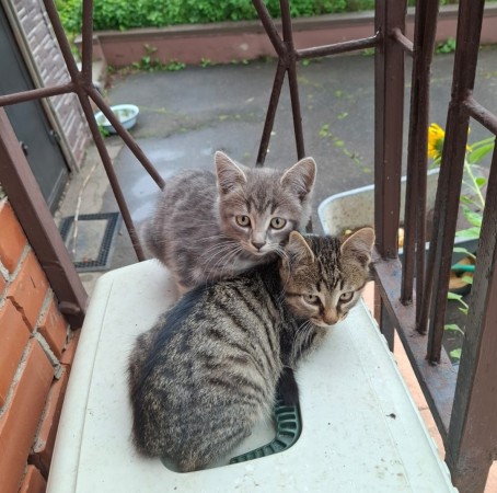 Котята ищут дом! В дар! , котенок 3 месяца
