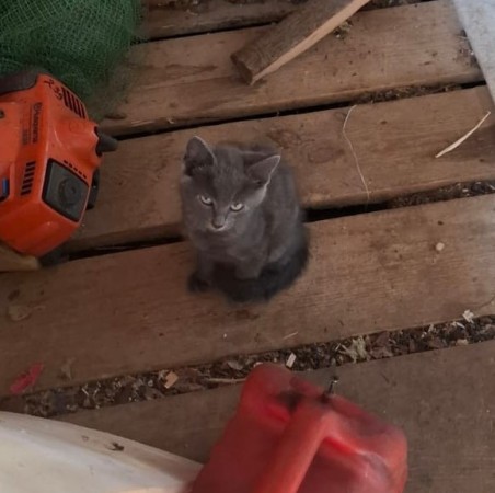 Котята ищут дом! В дар! , котенок 3 месяца