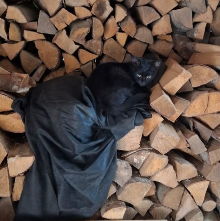 Котята ищут дом! В дар! , котенок 3 месяца