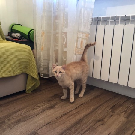 Очаровательный Персик ищет дом. В дар!, котенок 6 месяцев