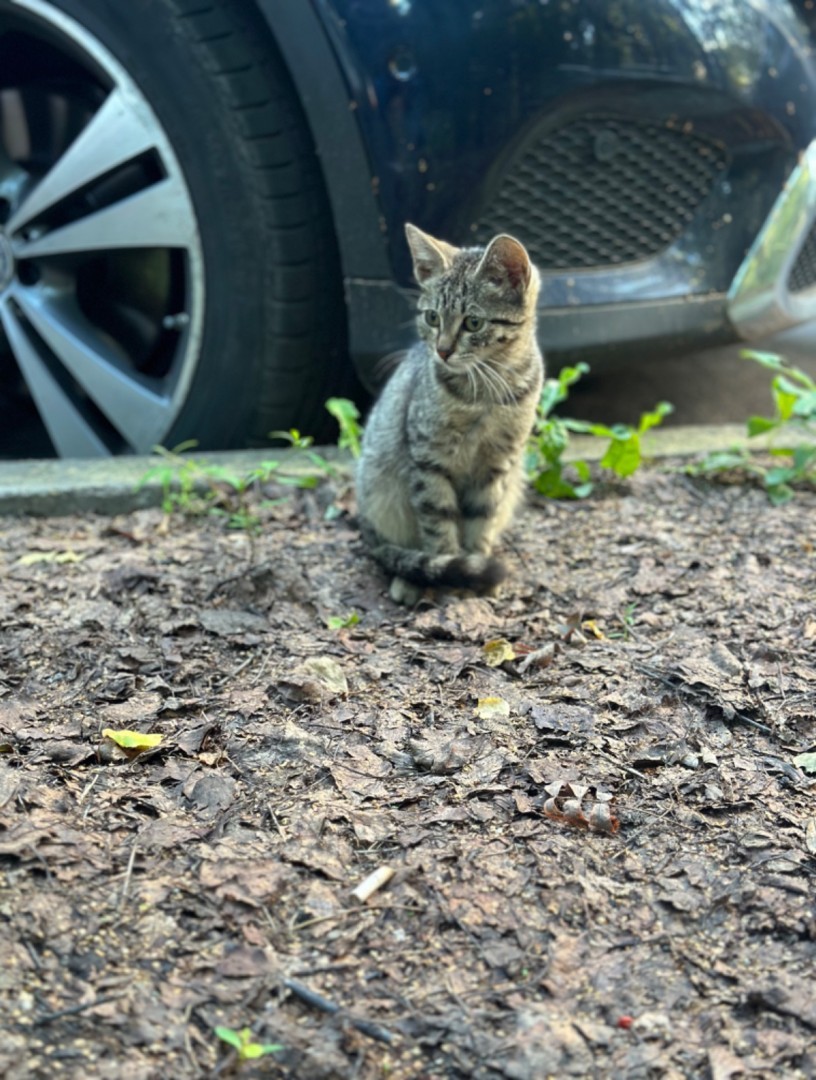 Котенок в добрые руки , котенок 3 месяца
