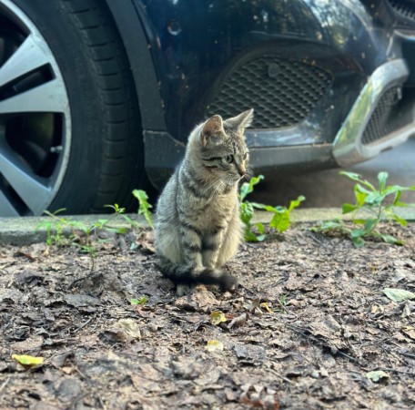 Котенок в добрые руки , котенок 3 месяца
