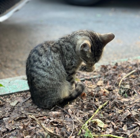 Котенок в добрые руки , котенок 3 месяца
