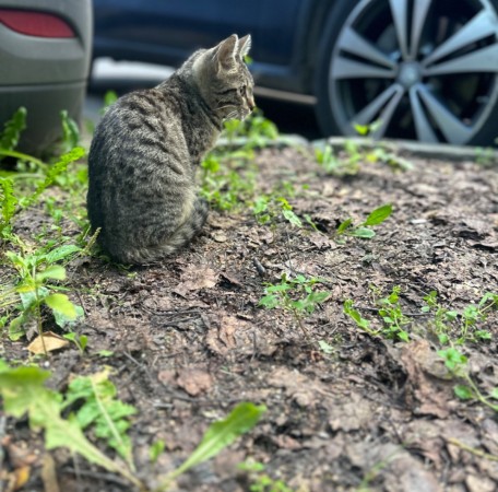 Котенок в добрые руки , котенок 3 месяца