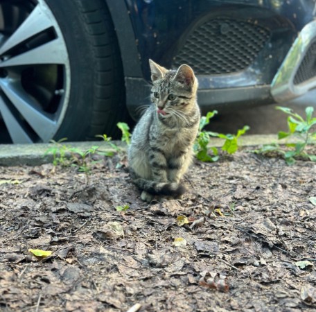 Котенок в добрые руки , котенок 3 месяца