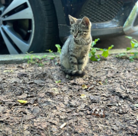 Котенок в добрые руки , котенок 3 месяца
