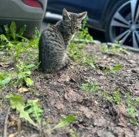 Котенок в добрые руки , котенок 3 месяца