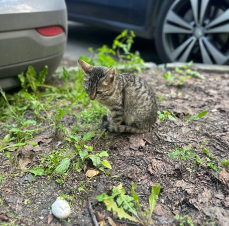 Котенок в добрые руки , котенок 3 месяца