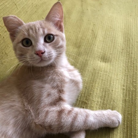 Персик ищет дом!, котенок 6 месяцев