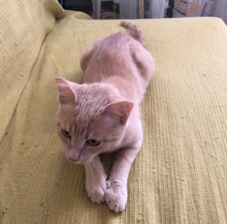Персик ищет дом!, котенок 6 месяцев