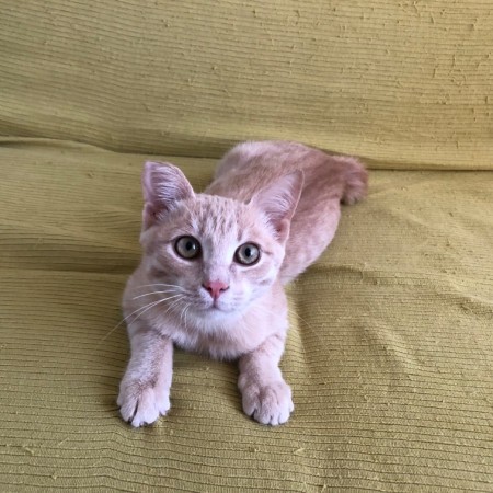Персик ищет дом!, котенок 6 месяцев