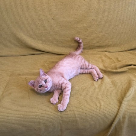Персик ищет дом!, котенок 6 месяцев