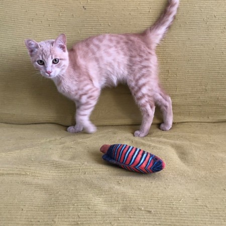 Персик ищет дом!, котенок 6 месяцев