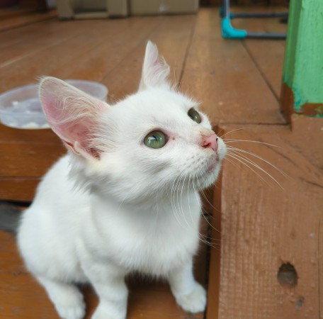 Трехмесячные котята ищут дом! В дар!, котенок 3 месяца